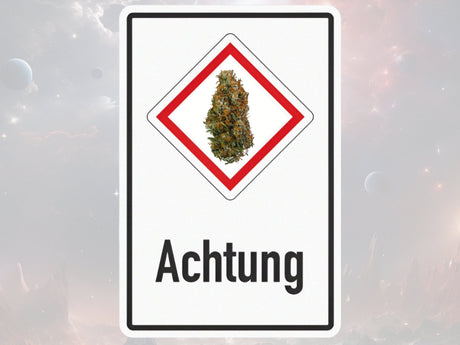Dieses Bild zeigt giftiges Cannabis.