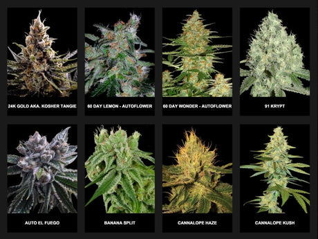 Terpene sind natürliche Verbindungen, die in Pflanzen vorkommen und für ihren charakteristischen Duft und Geschmack verantwortlich sind. Sie spielen eine wichtige Rolle in der Welt der Aromatherapie und der Cannabisindustrie.