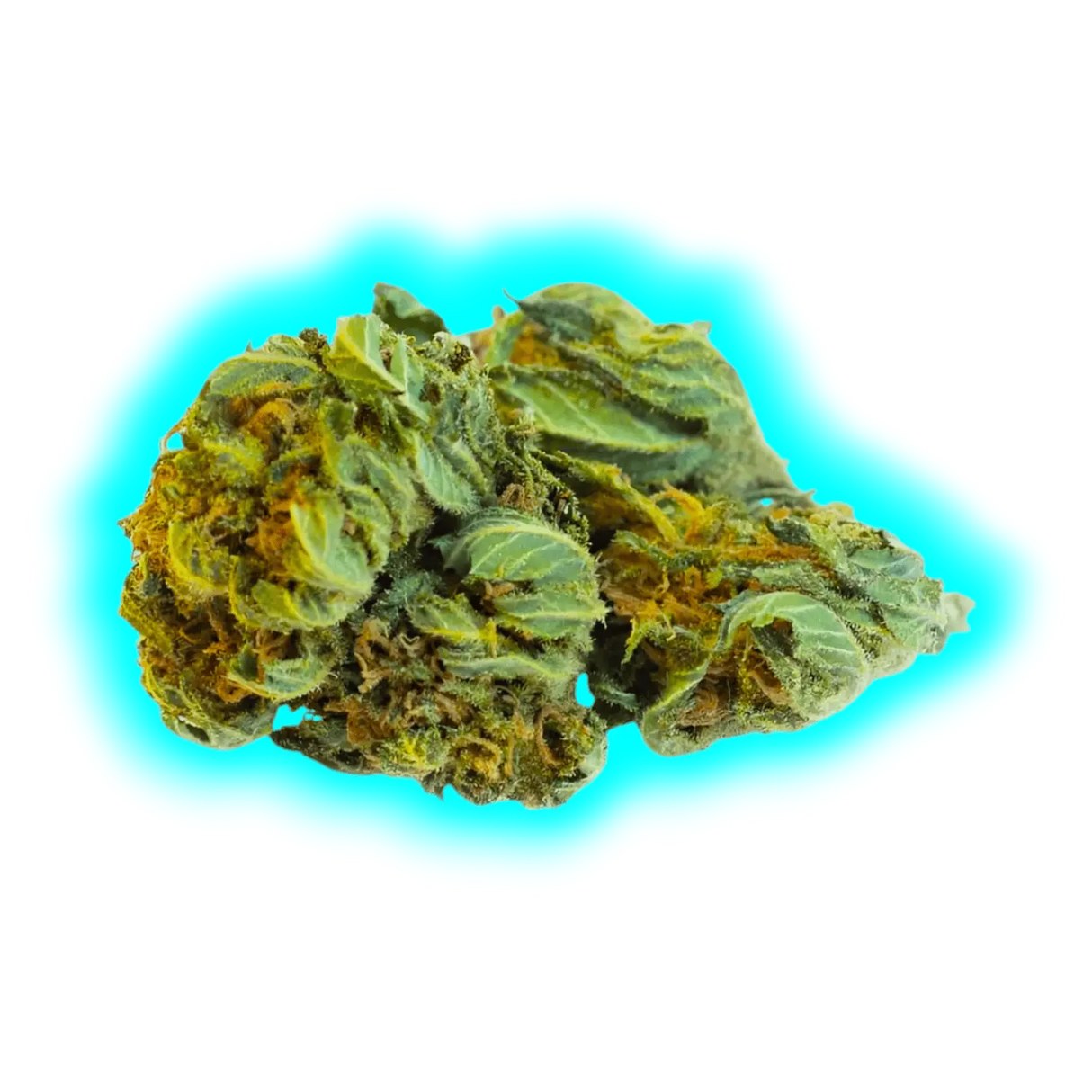 Nahaufnahme eines getrockneten CBD-Blütenknospen mit sichtbaren Blättern und Trichomen