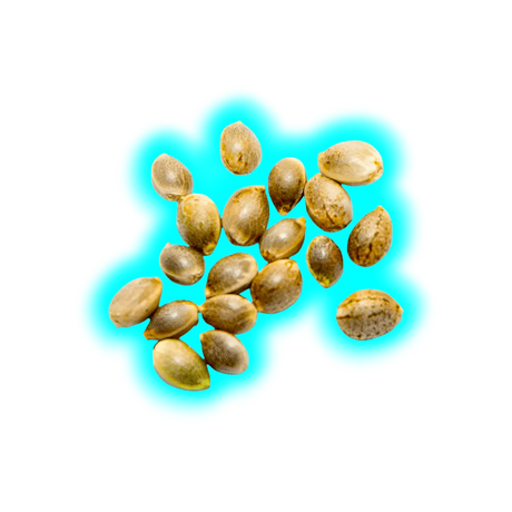 BBG CBD Samen Infinity 50 Stk