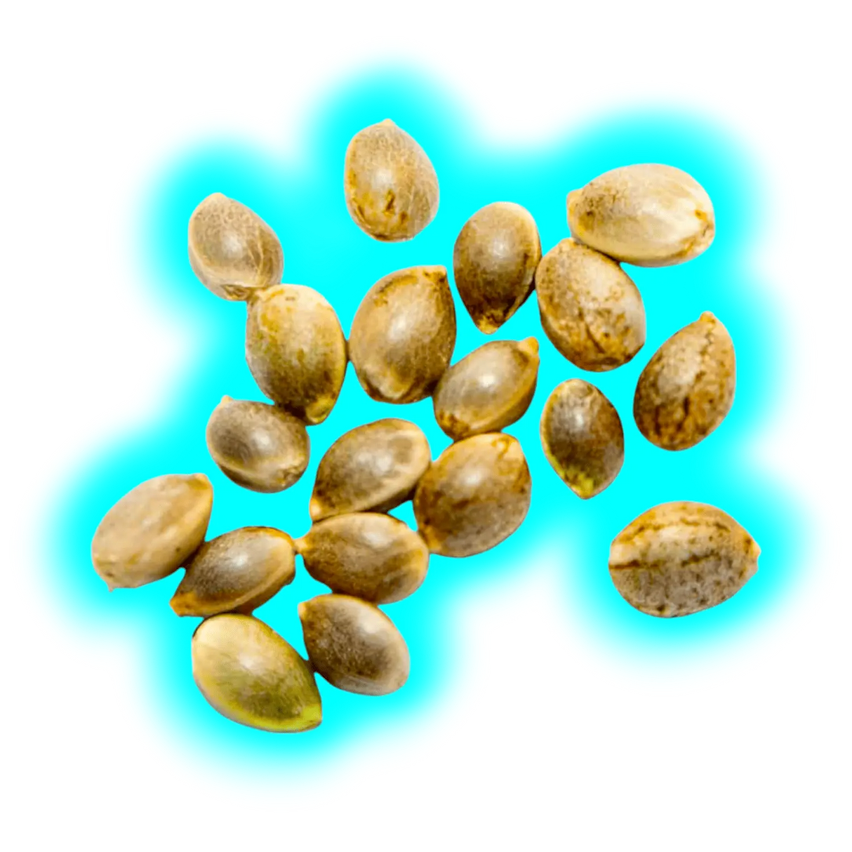 BBG CBD Samen Infinity 50 Stk