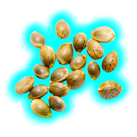 BBG CBD Samen Infinity 50 Stk