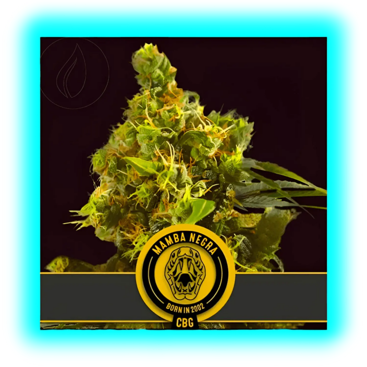 BlimBurn Seeds Mamba Negra Fem. CBG 3Pcs