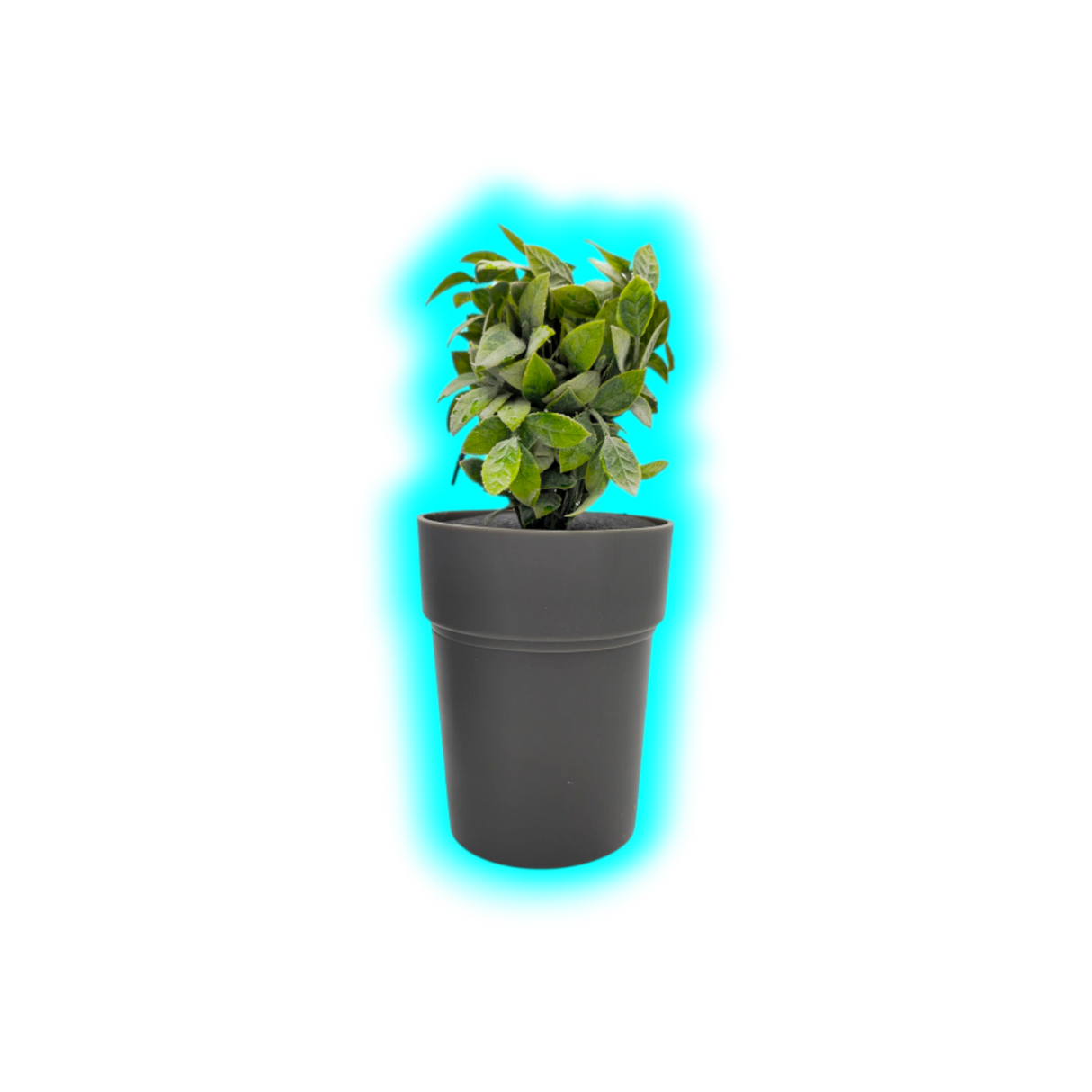 Buddies Flower Pot Safe