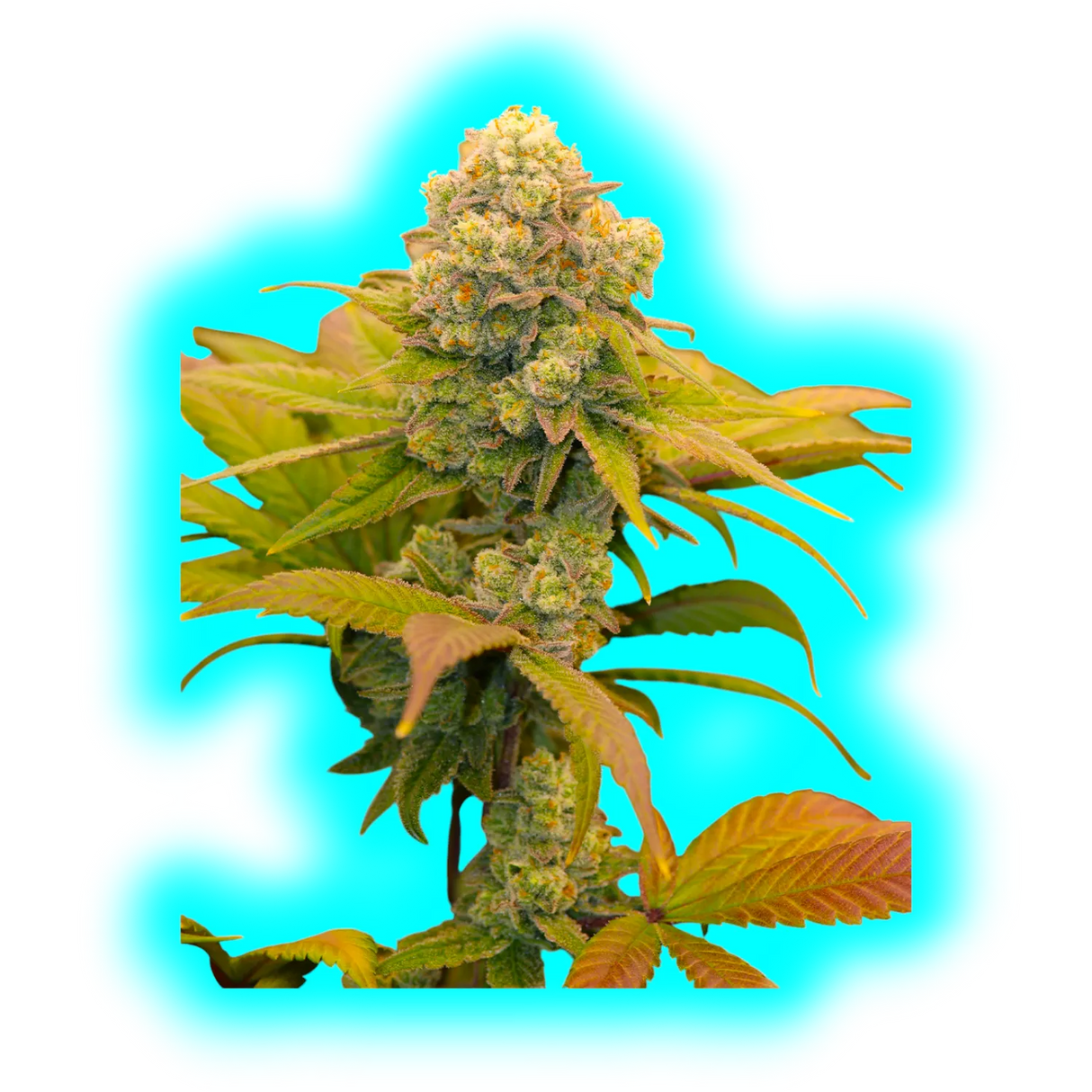 Canna Research Make Love Not War 3g