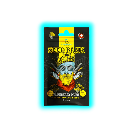 Cannabis King Blueberry Kush Seeds 3pcs