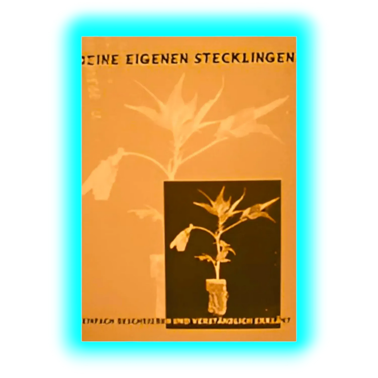 Deine eigenen Stecklinge