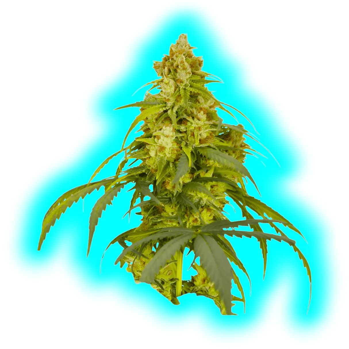 Dutch Passion Auto CBD Victory 3pcs