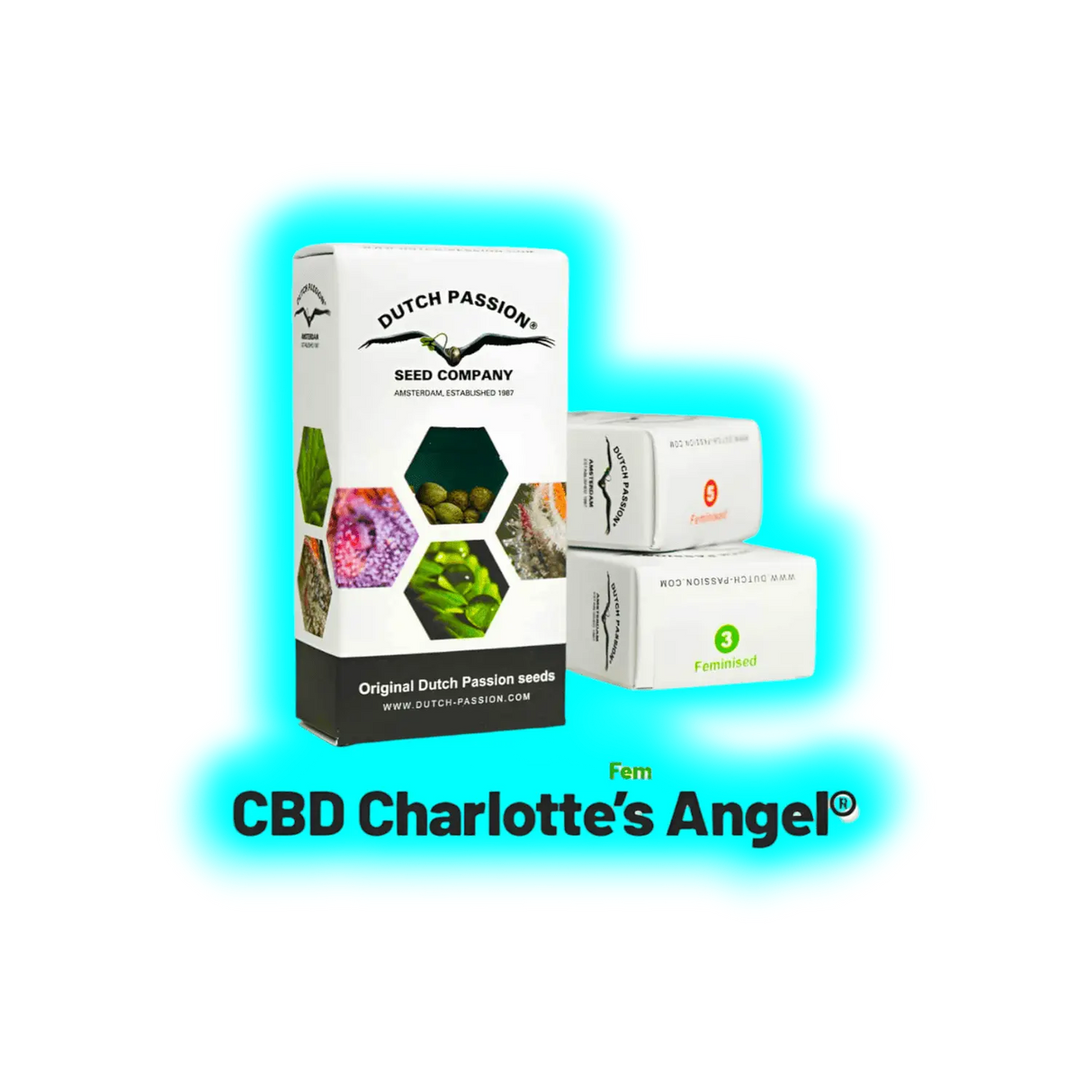 Dutch Passion CBD Charlottes Angels Feminised 3pcs