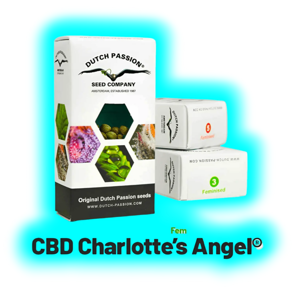 Dutch Passion CBD Charlottes Angels Feminised 3pcs