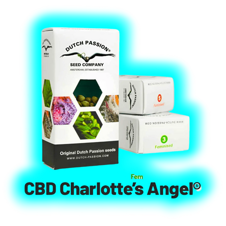 Dutch Passion CBD Charlottes Angels Feminised 3pcs