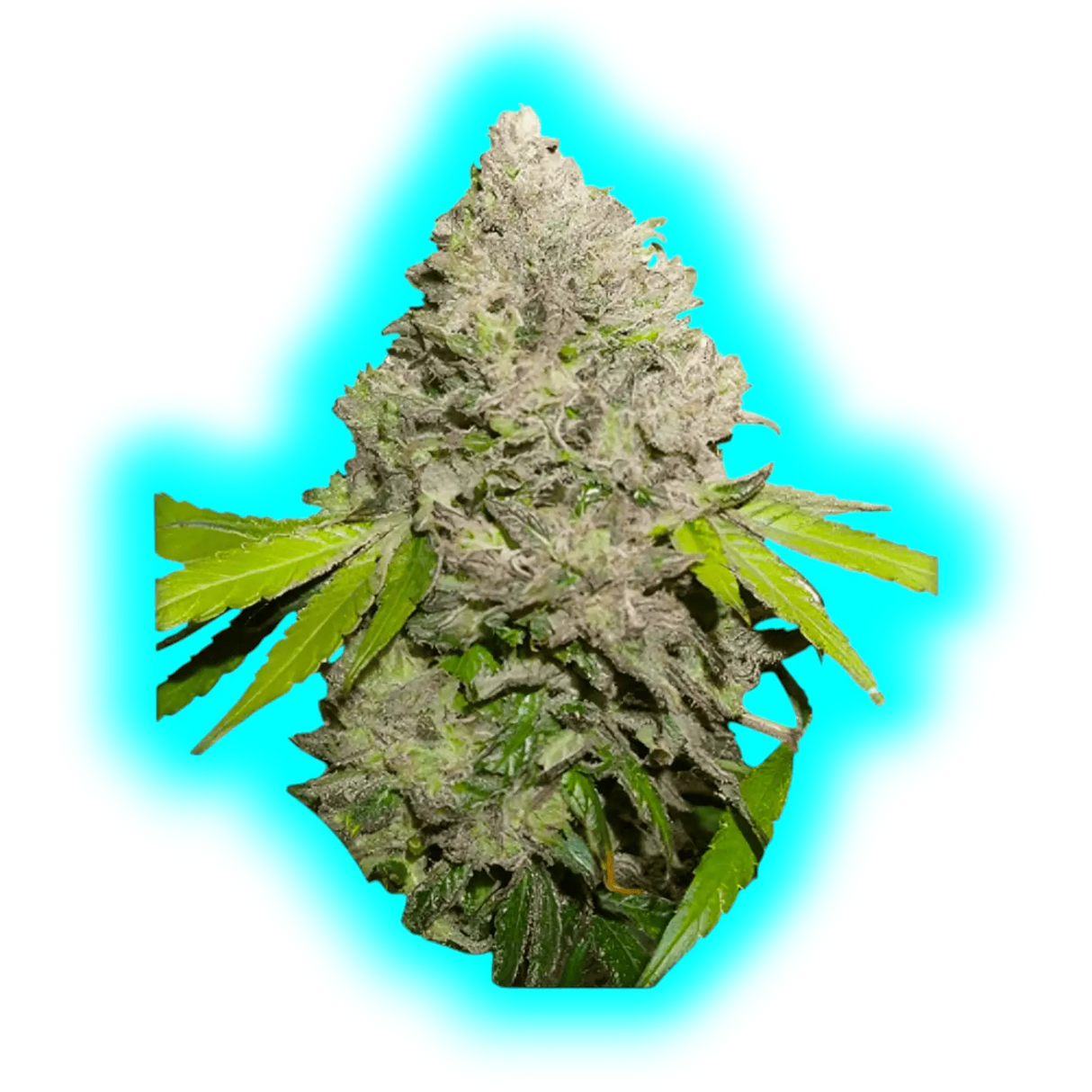 Dutch Passion CBD Charlottes Angels Feminised 3pcs