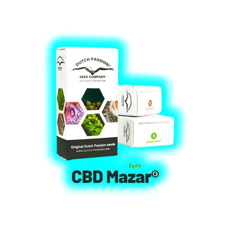Dutch Passion CBD Mazar 10pcs