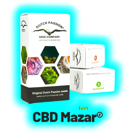 Dutch Passion CBD Mazar 10pcs