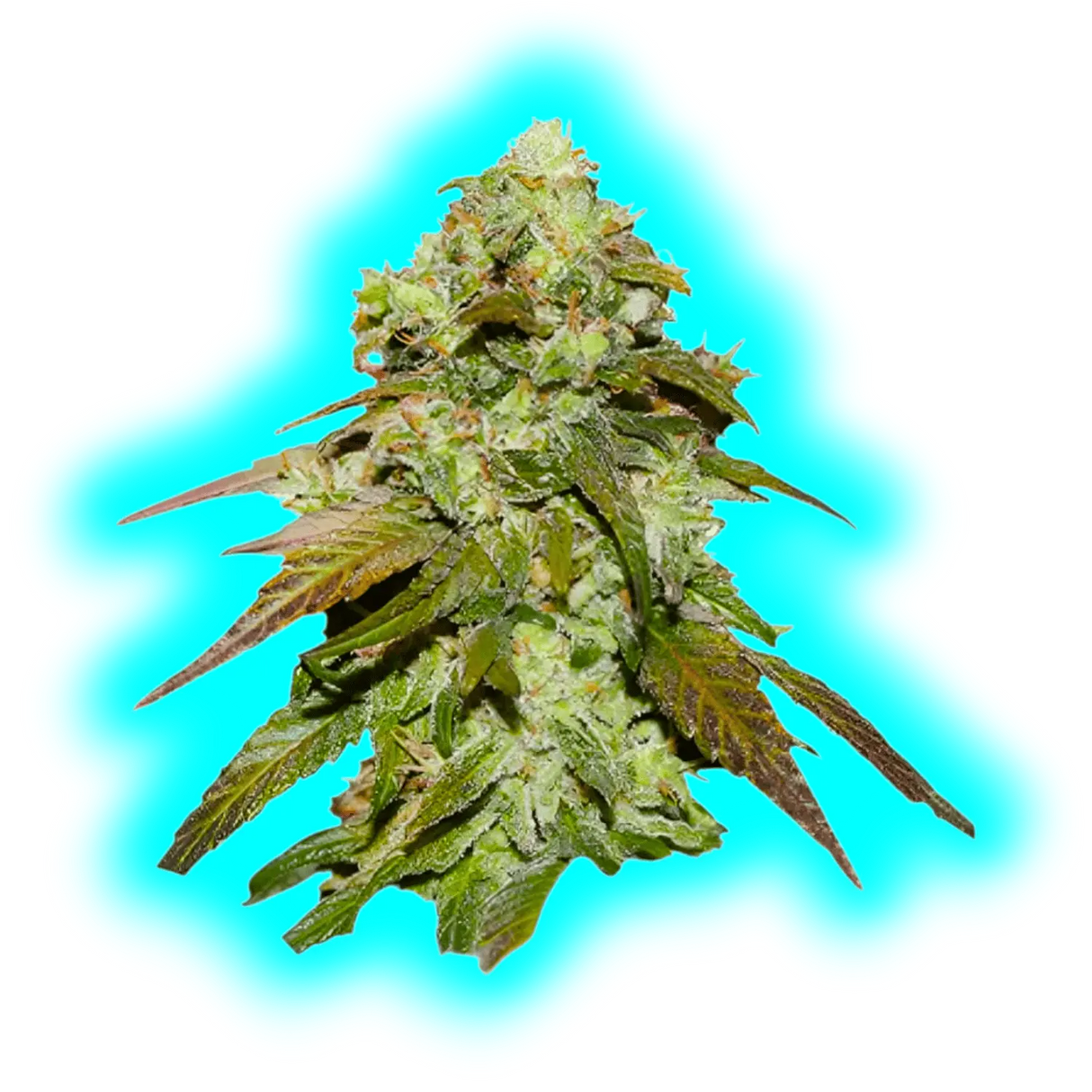 Dutch Passion CBD Mazar 10pcs