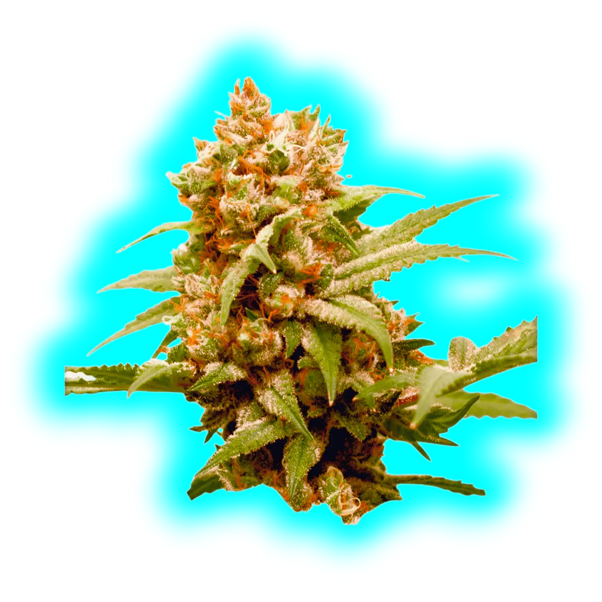 Dutch Passion CBG Force 3pcs