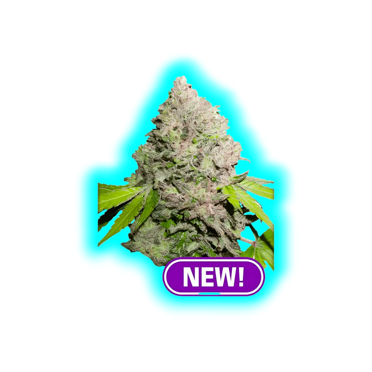 Dutch Passion Charlottes Angel CBD Feminised Samen 10pcs