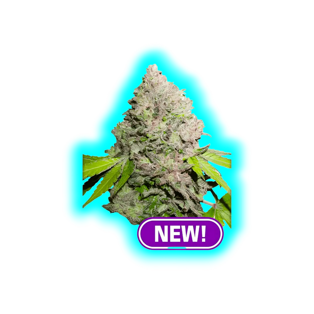 Dutch Passion Charlottes Angel CBD Feminised Samen 10pcs