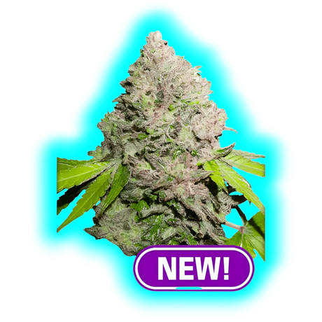 Dutch Passion Charlottes Angel CBD Feminised Samen 10pcs