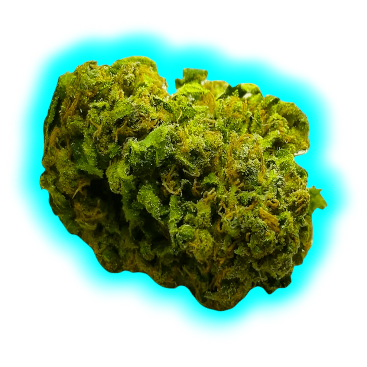 Nahaufnahme eines kompakten CBD-Blütenknospen mit sichtbaren Trichomen und feinen Härchen