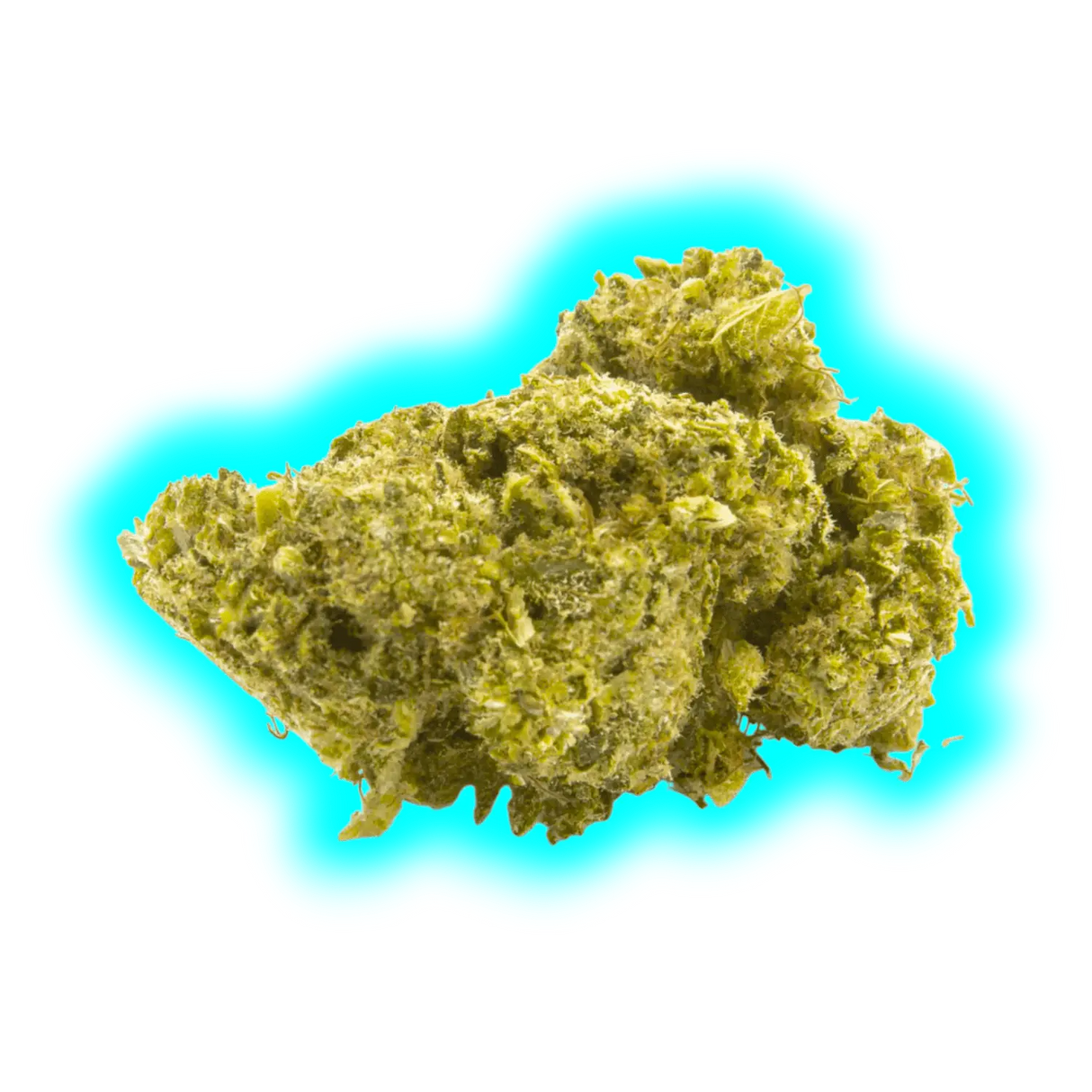 Nahaufnahme eines einzelnen grünen CBD-Hanfblütenkopfs mit sichtbaren Trichomen und Blättern