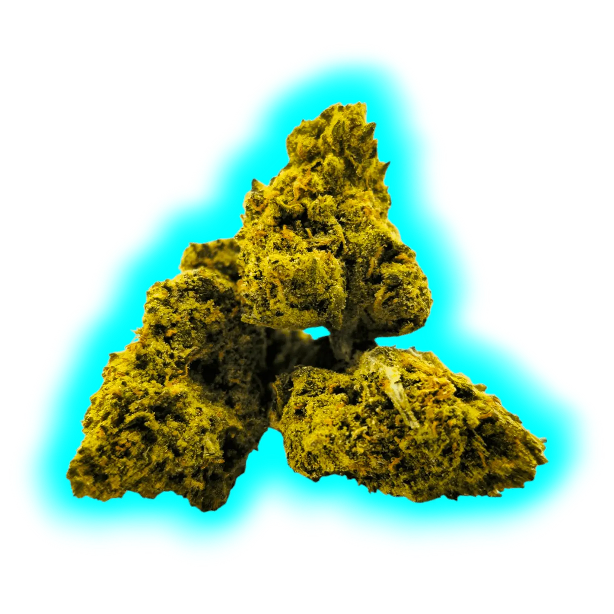 Nahaufnahme von drei kleinen, kompakten CBD-Hanfblüten mit sichtbaren Trichomen