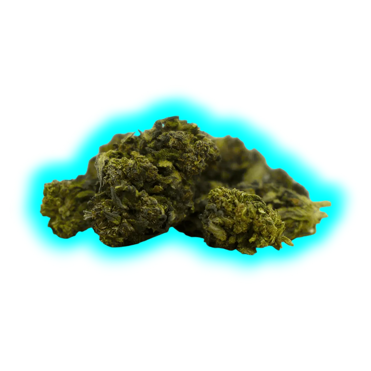 Nahaufnahme von mehreren getrockneten Cannabisblüten der Sorte Mango Haze