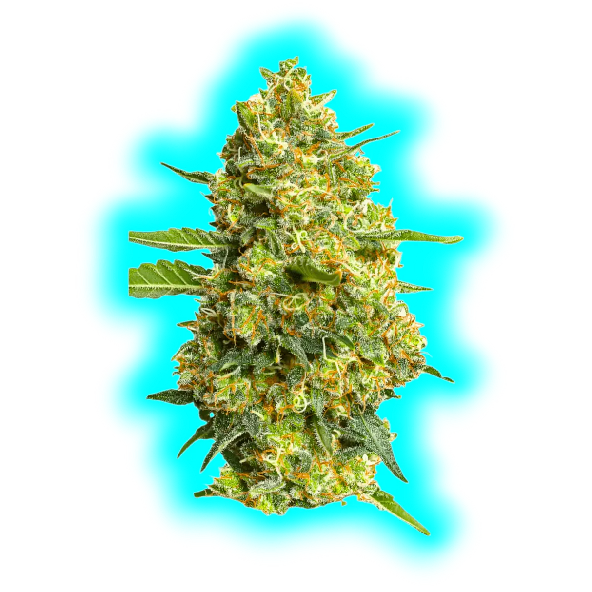 JYM's CannaQueen CBD Seeds fem 10 pcs