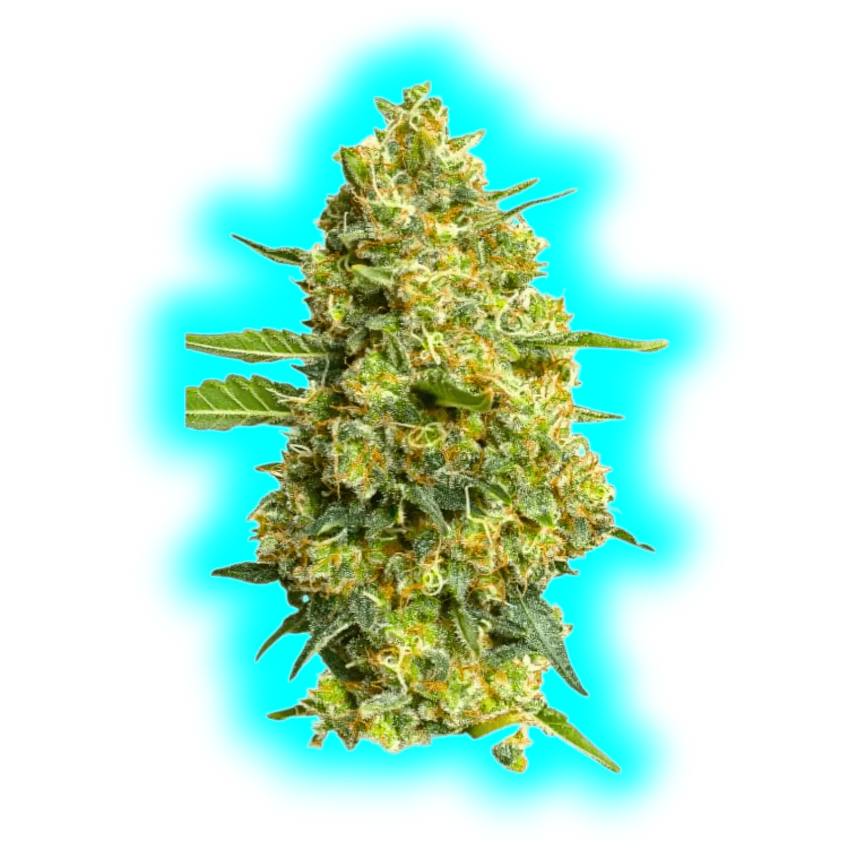 JYM's CannaQueen CBD Seeds fem 3 pcs