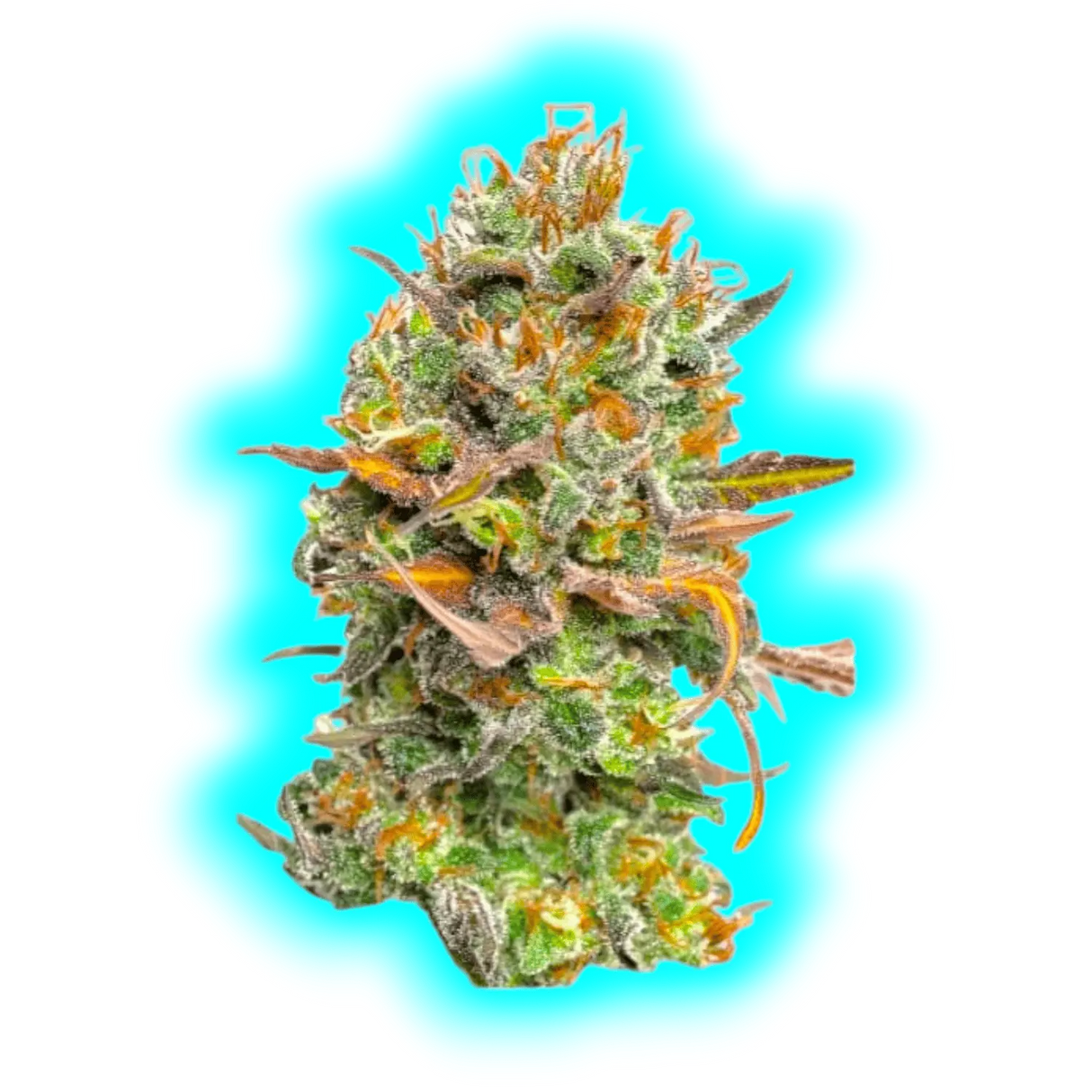 JYM's Mango Rambo CBD Seeds 3pcs