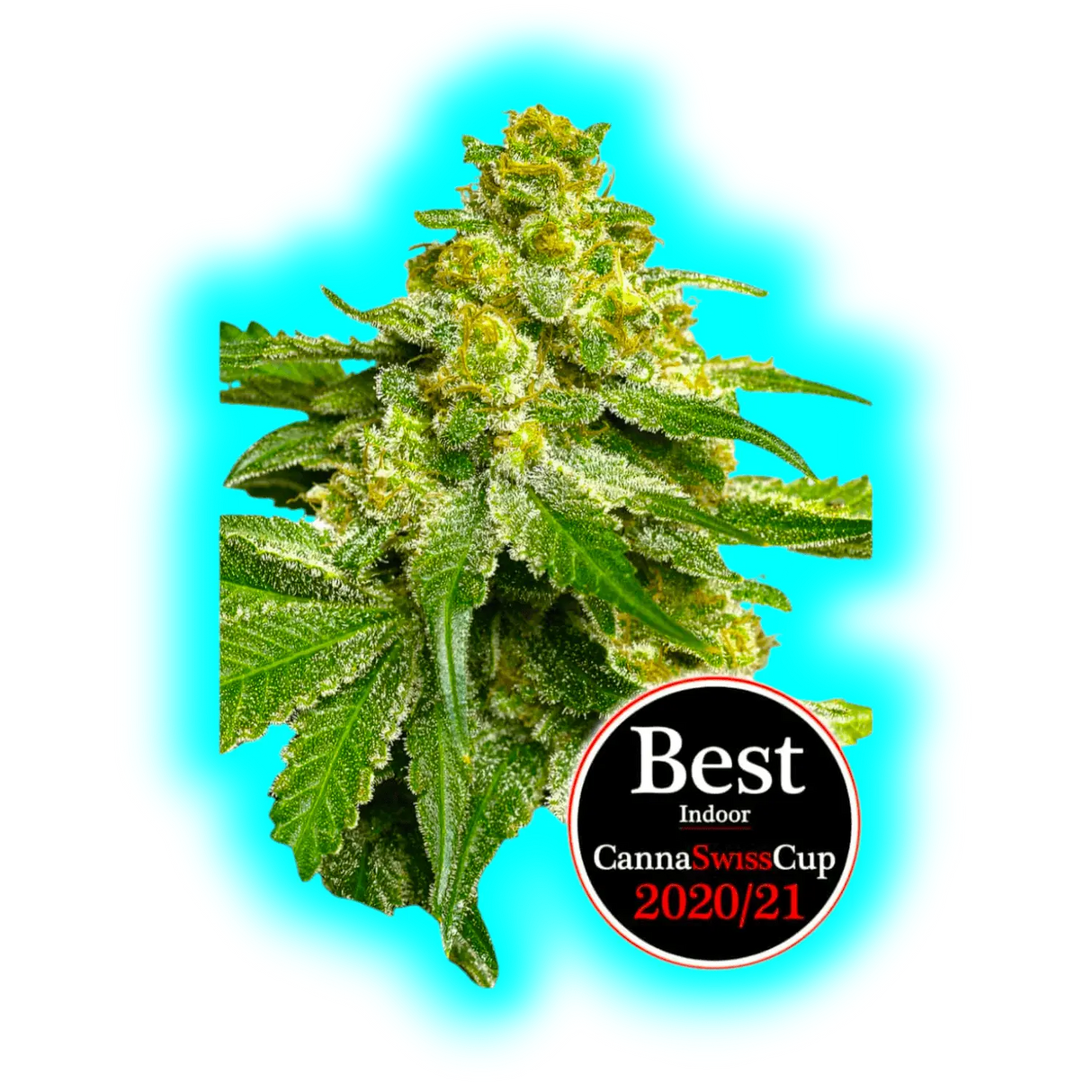 JYM's Saparot CBD Seeds fem 3pcs