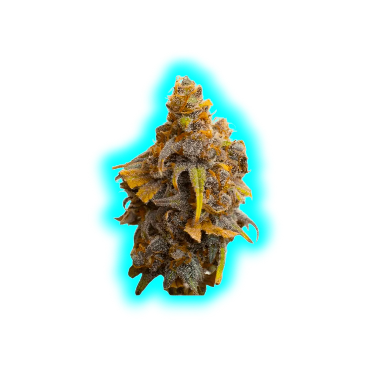 JYM's Strawberry CBD Seeds 3 pcs