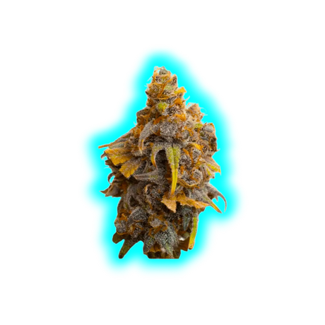 JYM's Strawberry CBD Seeds 3 pcs