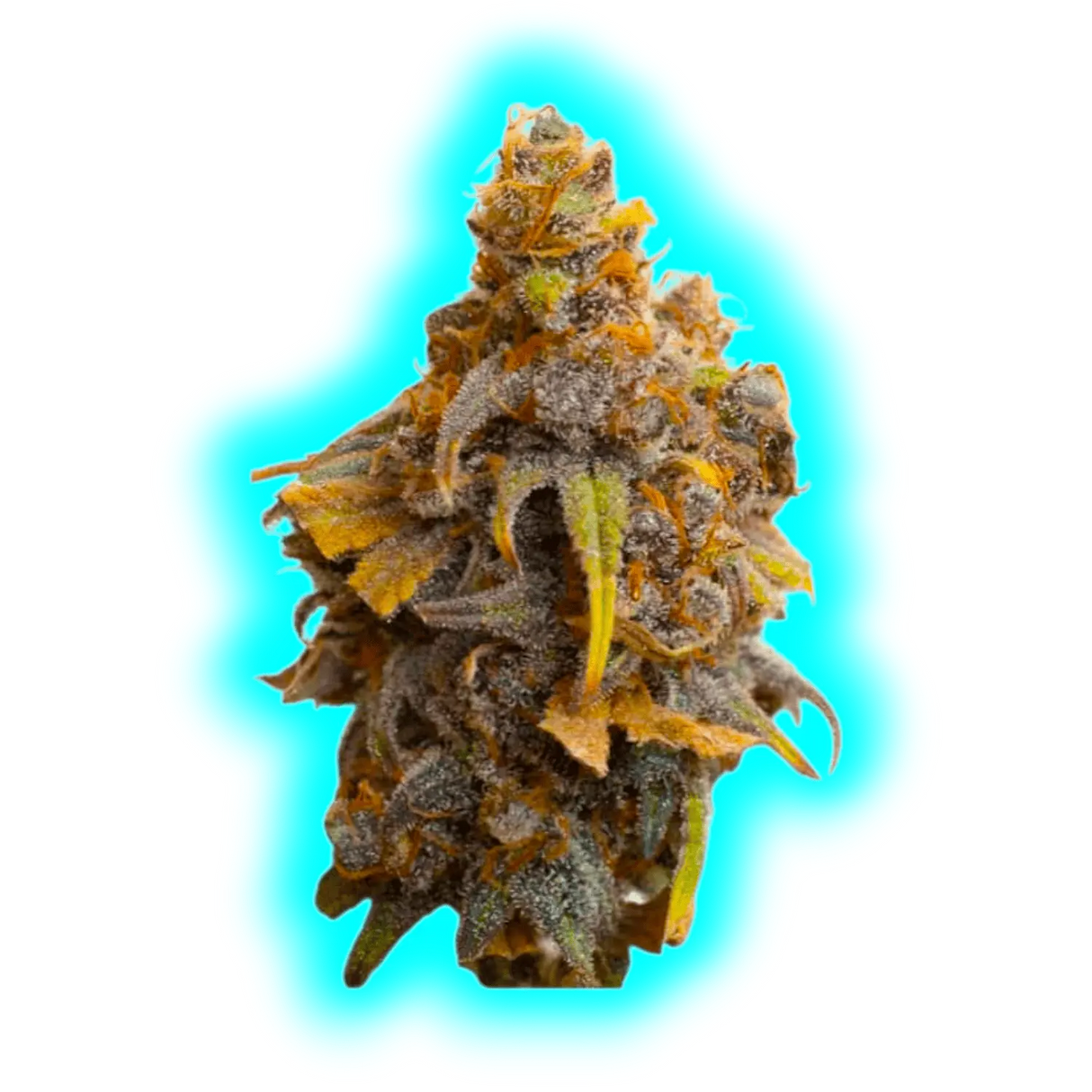 JYM's Strawberry CBD Seeds 3 pcs