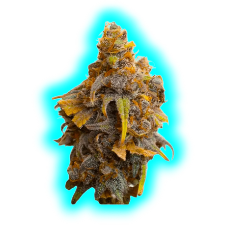 JYM's Strawberry CBD Seeds 3 pcs