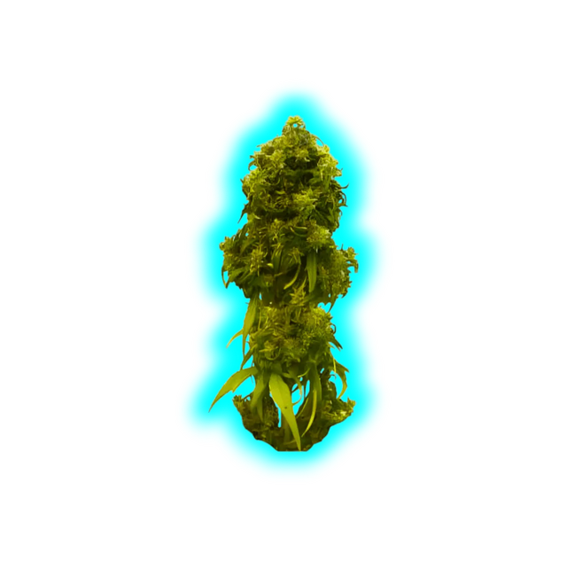 Kannabia Swiss Dream CBD Autoflower Samen 10 Stk.