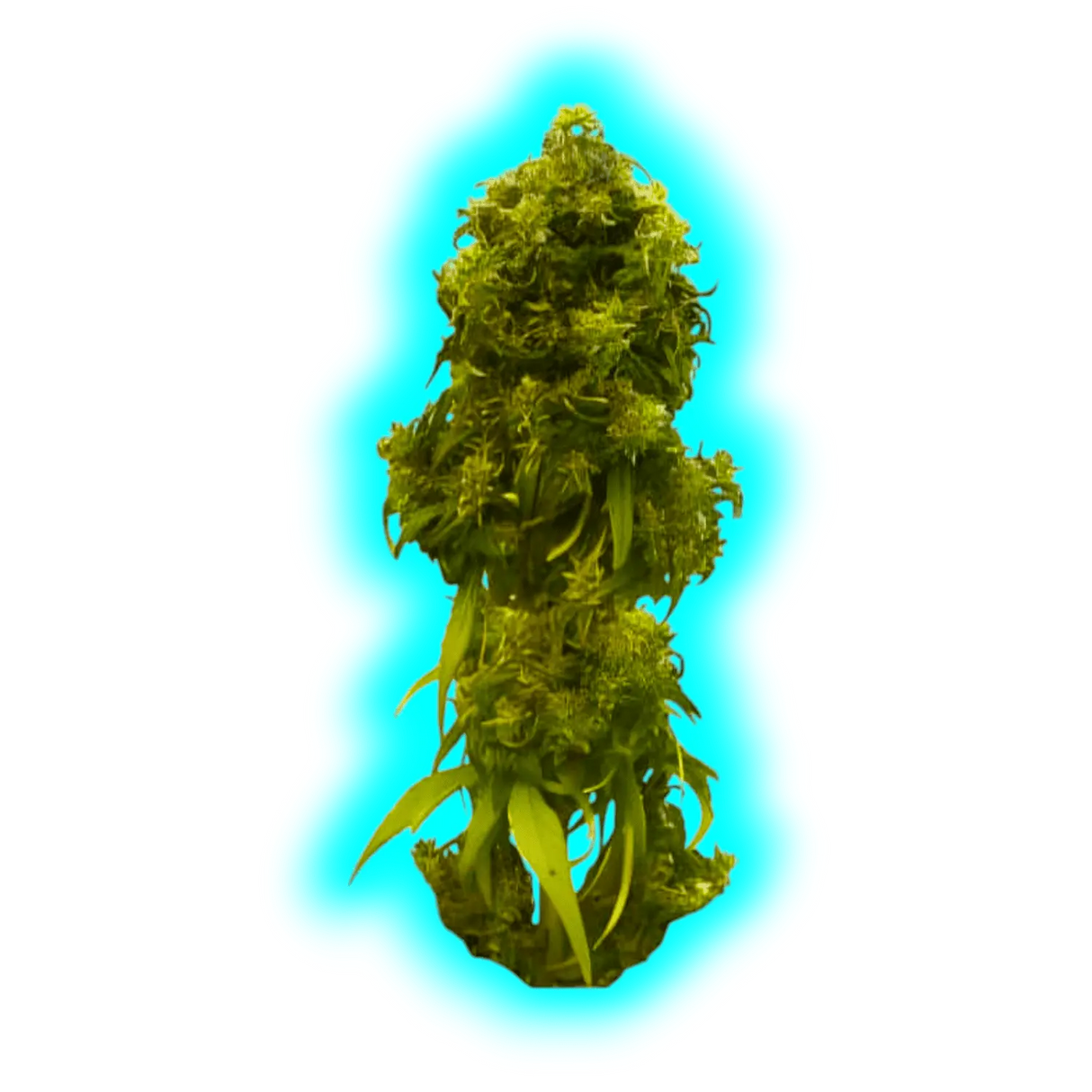 Kannabia Swiss Dream CBD Autoflower Samen 10 Stk.