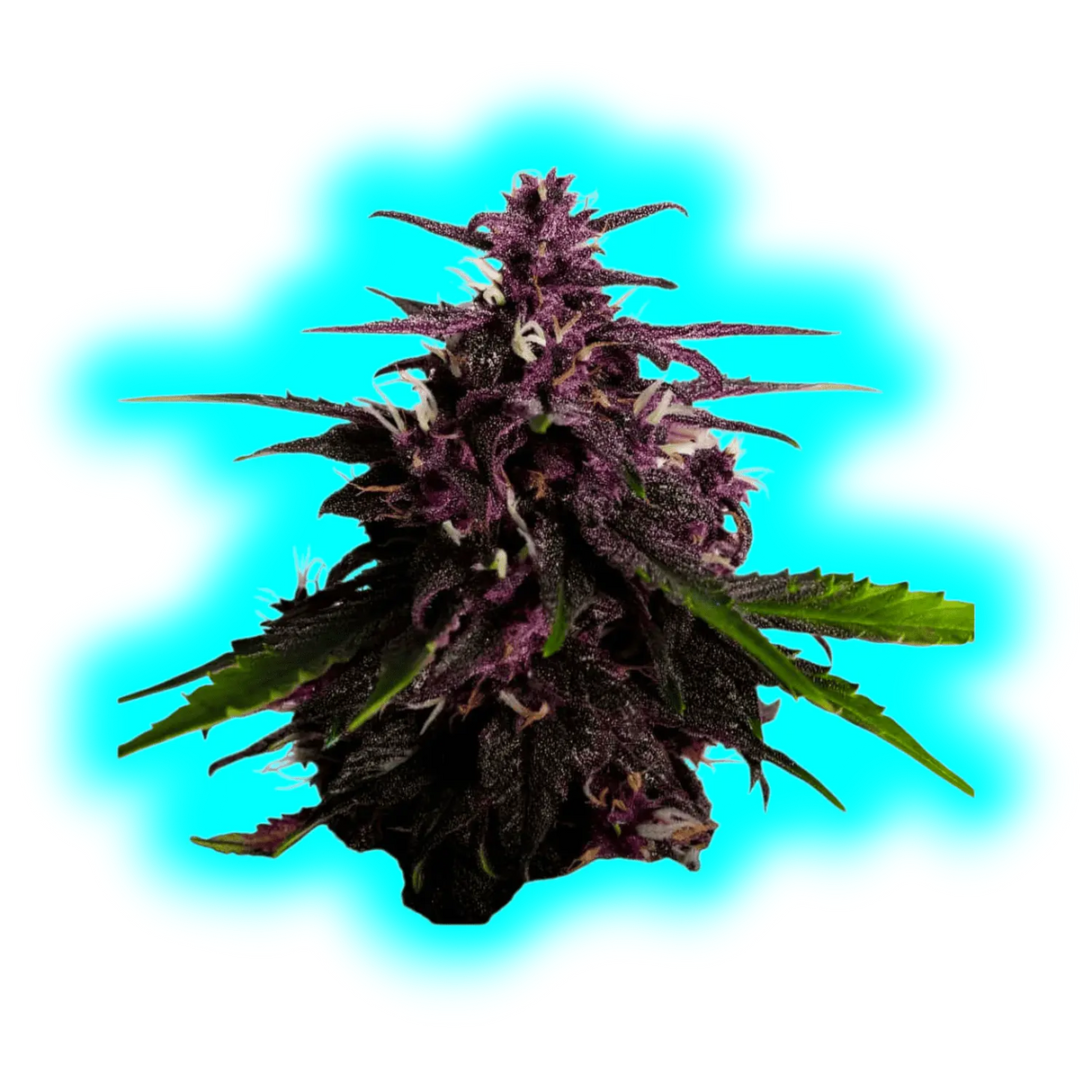 Kannabia Swiss Dream Rose CBD Autoflowering 10 Stk.