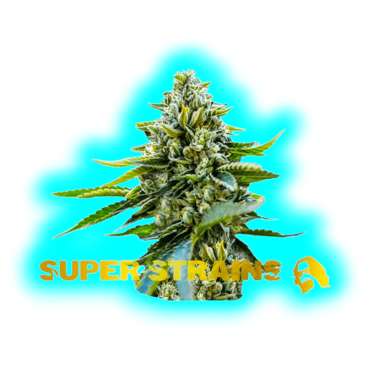 Super Strains Seeds Saga 5pcs