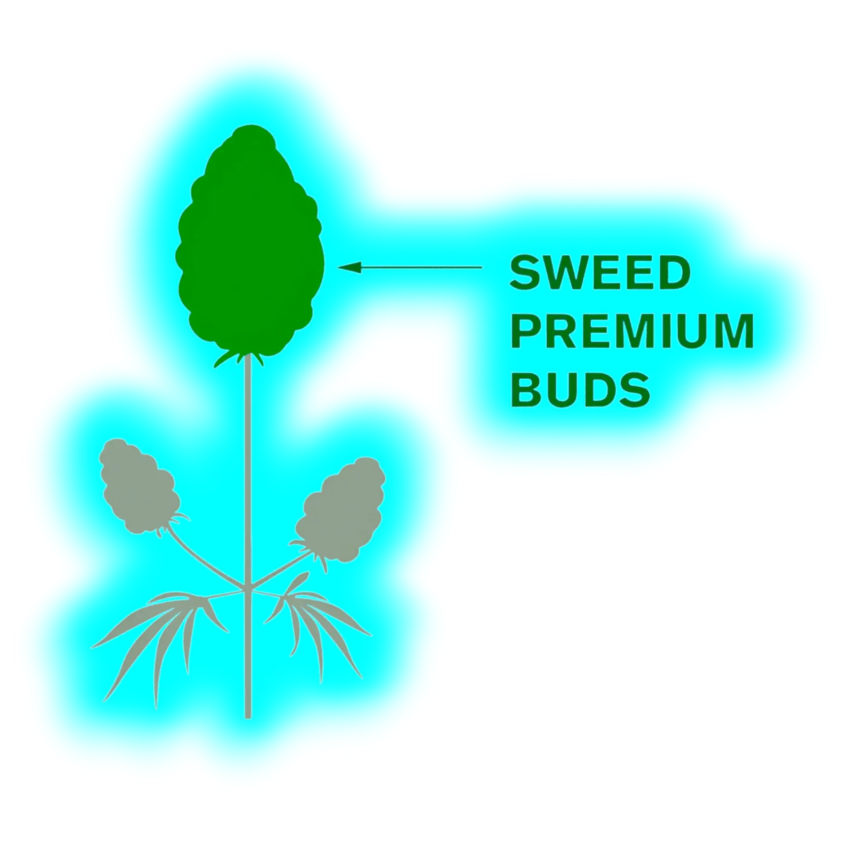 Sweed Super Silver Haze Swiss Indoor 2g