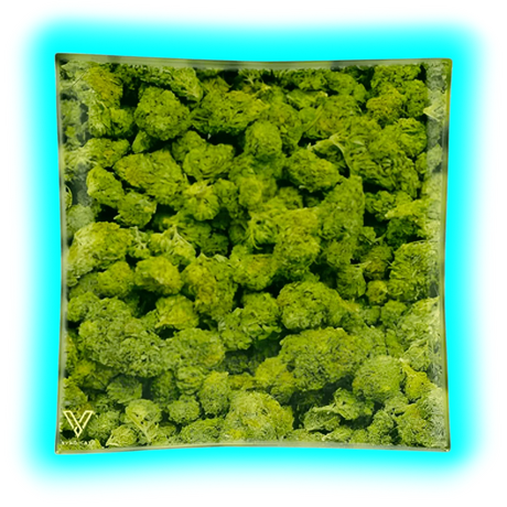 V Syndicate Glass Ashtray Buds