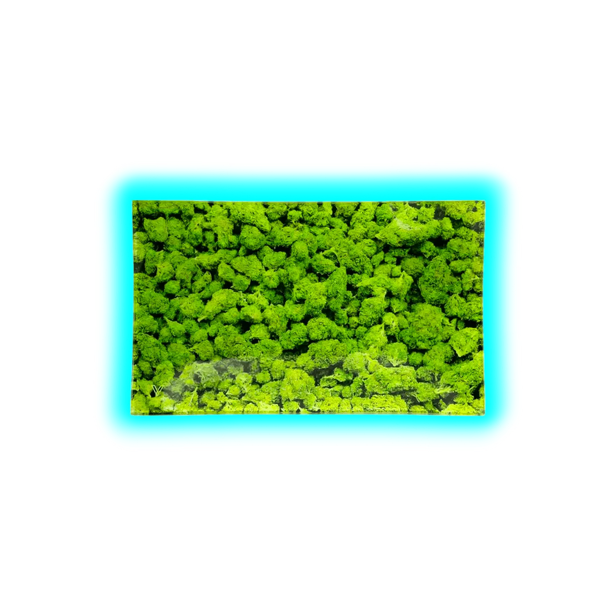 V Syndicate Glastray M Buds 160 x 260mm