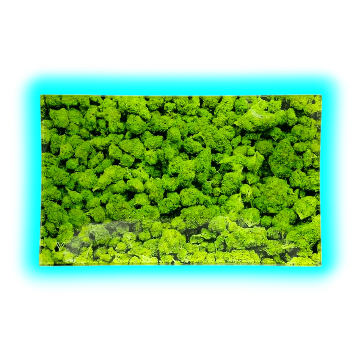 V Syndicate Glastray M Buds 160 x 260mm