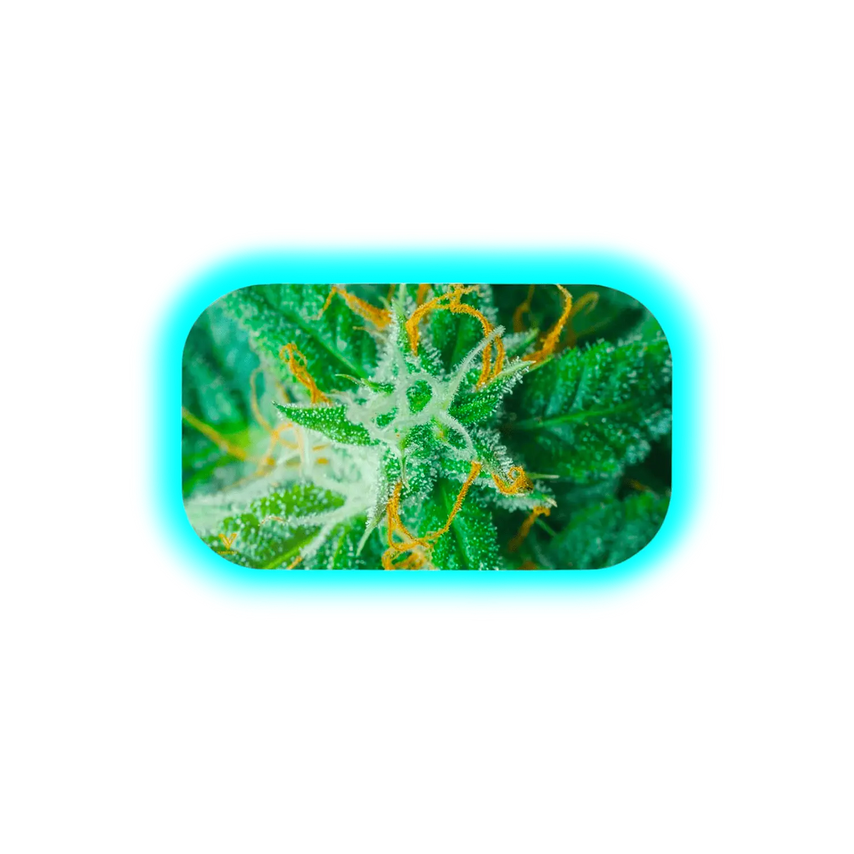 V Syndicate Mag Slap M Ak47 160 x 270mm