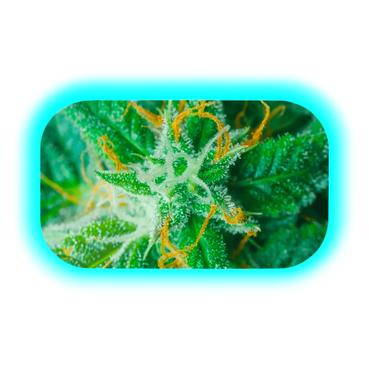 V Syndicate Mag Slap M Ak47 160 x 270mm