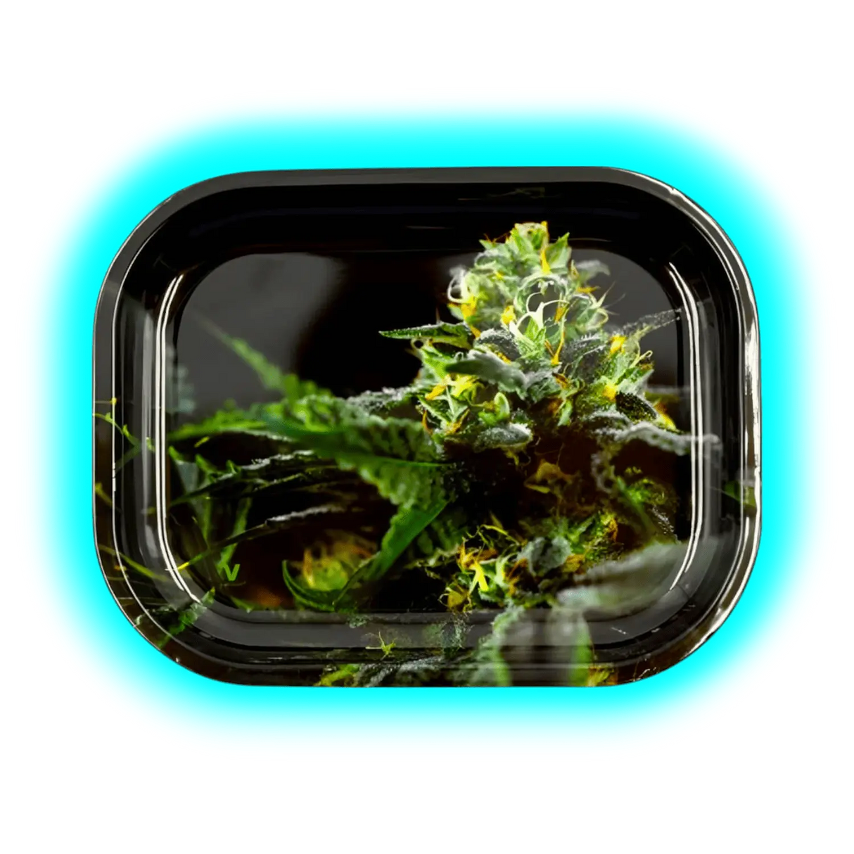 V-Syndicate Rolling Tray S Strain O.G. Kush 140 x 180mm