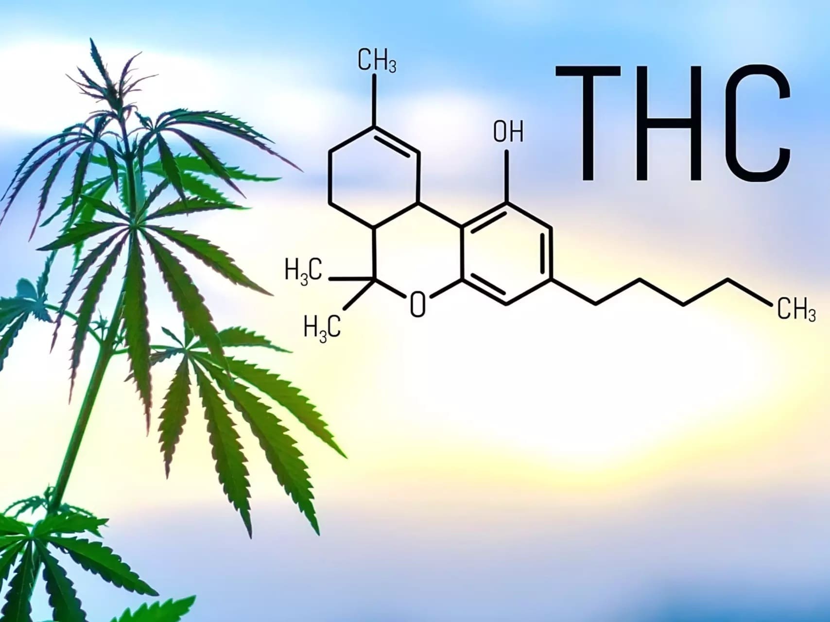 THC: Der psychoaktive Bestandteil von Cannabis. Erfahre mehr über Wirkungen und medizinische Anwendungen.