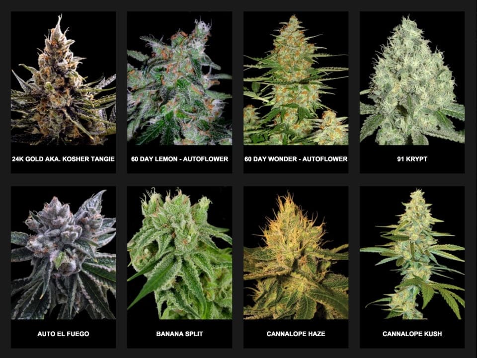 Terpene sind natürliche Verbindungen, die in Pflanzen vorkommen und für ihren charakteristischen Duft und Geschmack verantwortlich sind. Sie spielen eine wichtige Rolle in der Welt der Aromatherapie und der Cannabisindustrie.