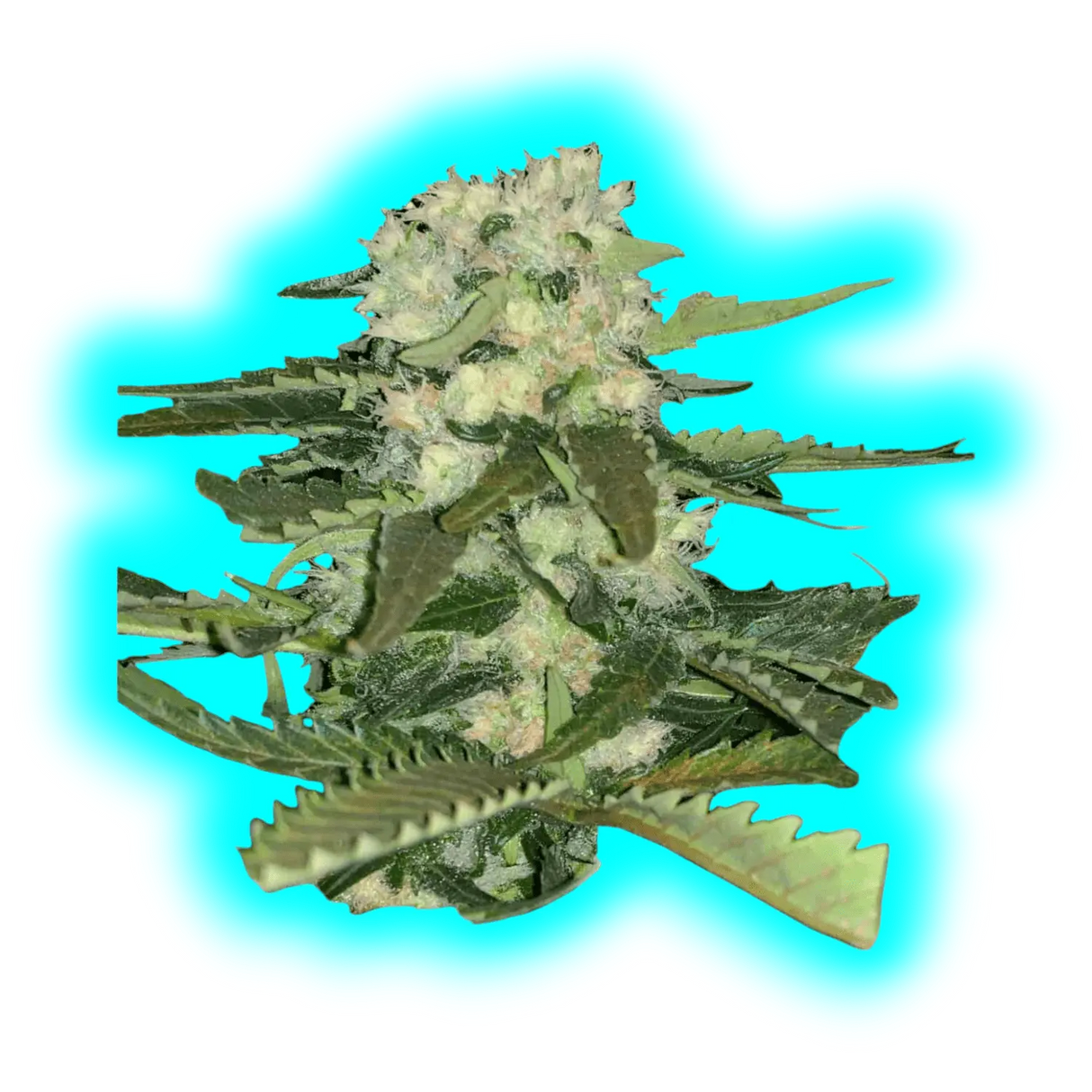 Alpha Genetics Thunderbud Seeds 5pcs
