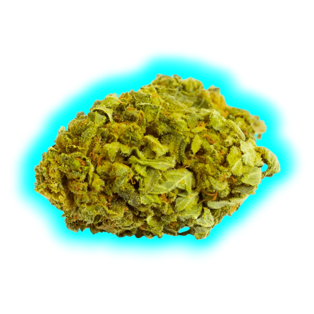 Nahaufnahme eines einzelnen Cannabisblütenkopfs mit sichtbaren Trichomen und Blättern